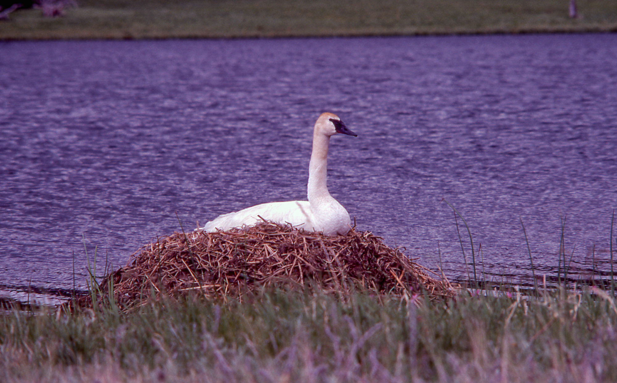 Eggs in trumpeter swam nest