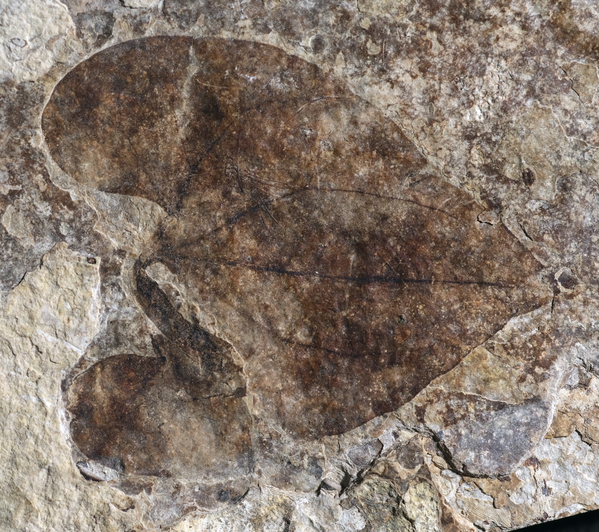 A heart-shaped fossil leaf