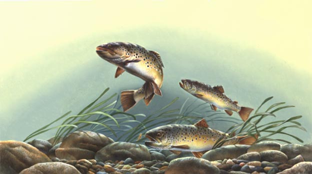 Brown trout and aquatic vegetation
