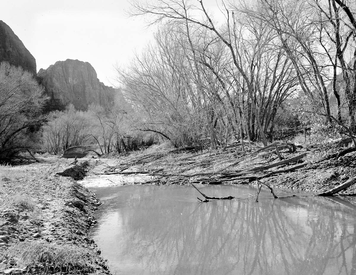 Cottonwood trees cut down by beaver near mouth of Birch Creek.