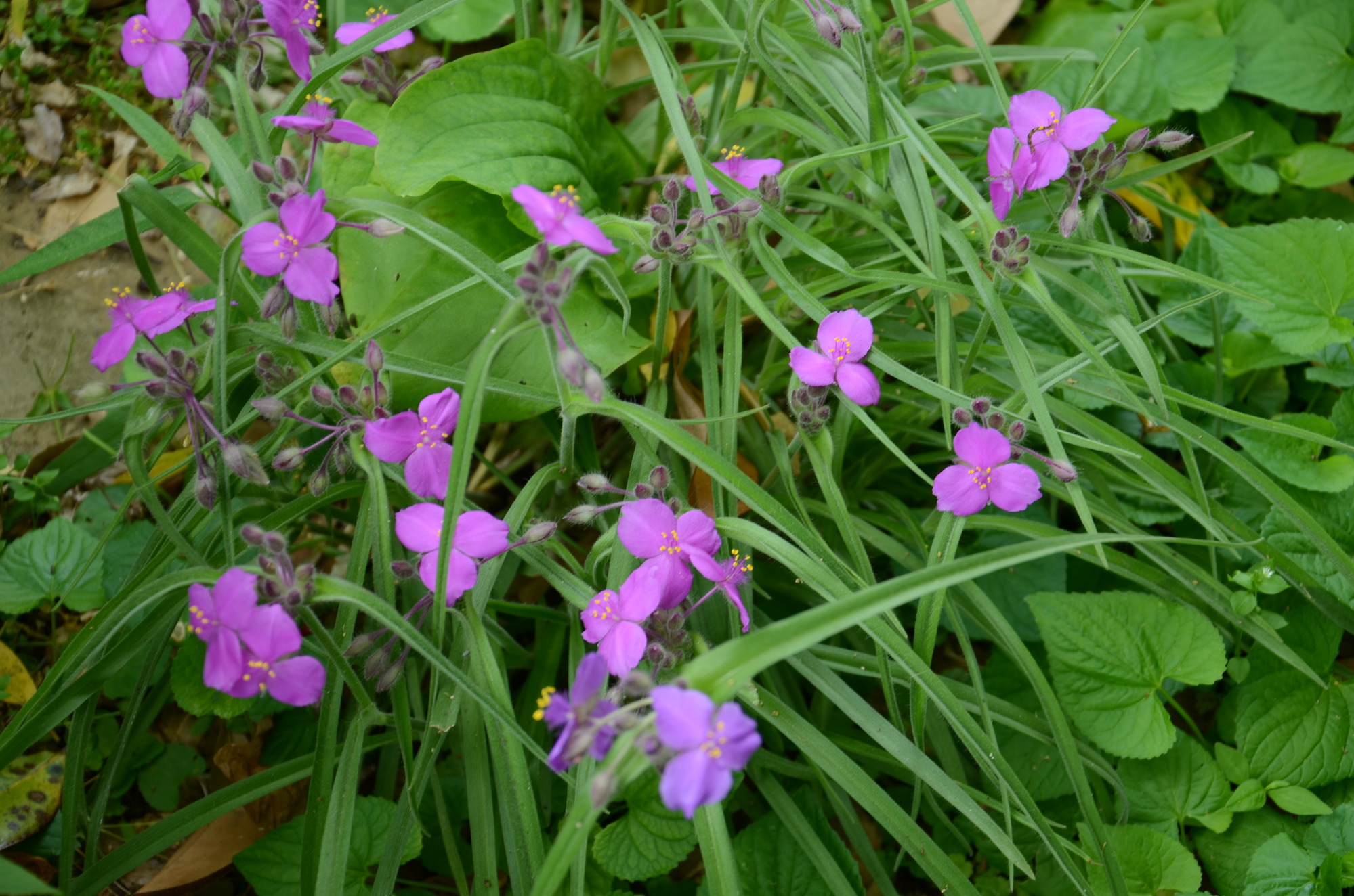 Long, grass like leaves reach up and surround several pink-purple flowers.  Each flower has three round shaped petals that come to a point and a small yellow center.