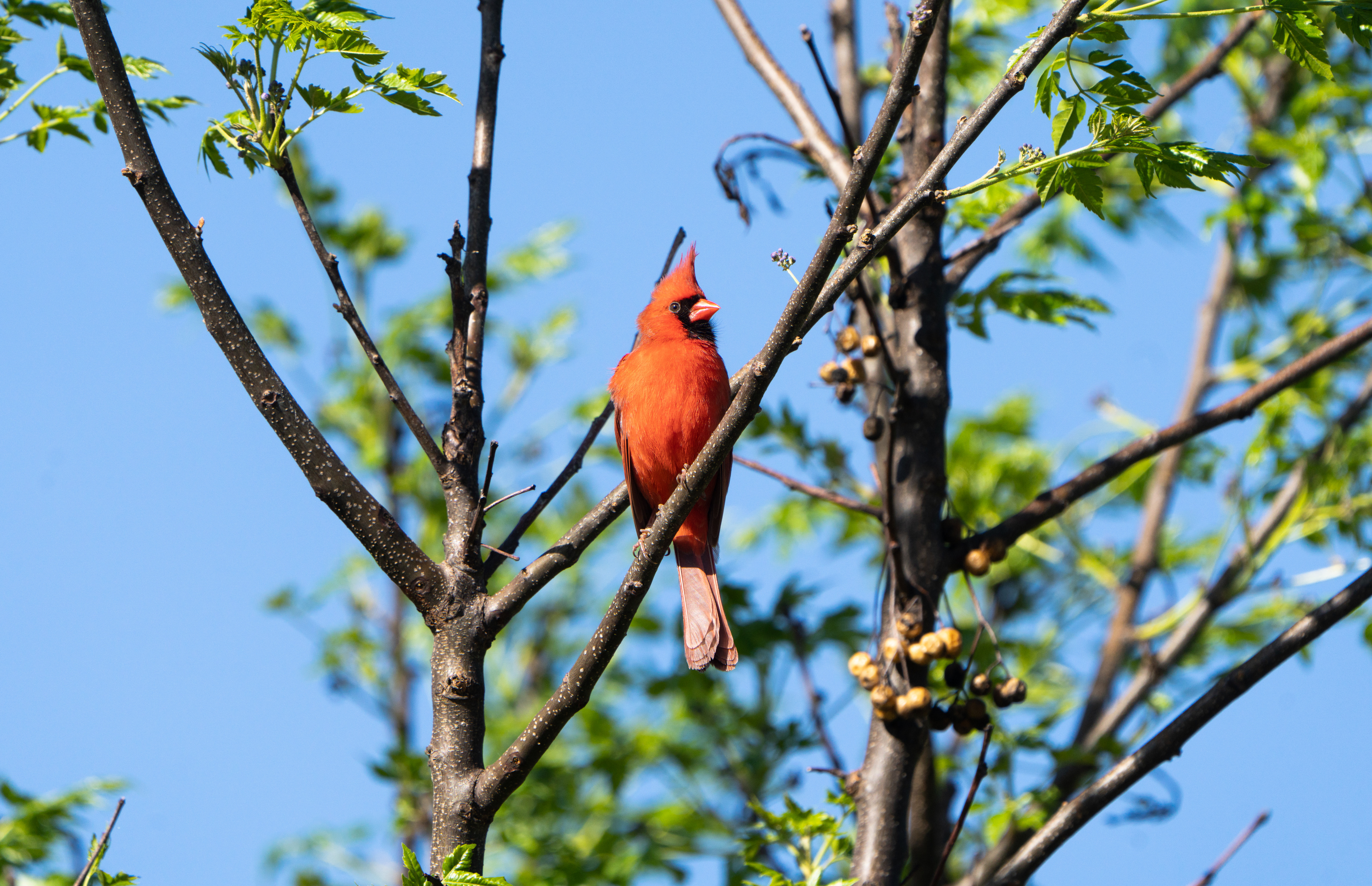 A Northern Cardinal perched on a branch. The bird has a bright red crest, wings, and tail, a black mask on its face, and a red body.