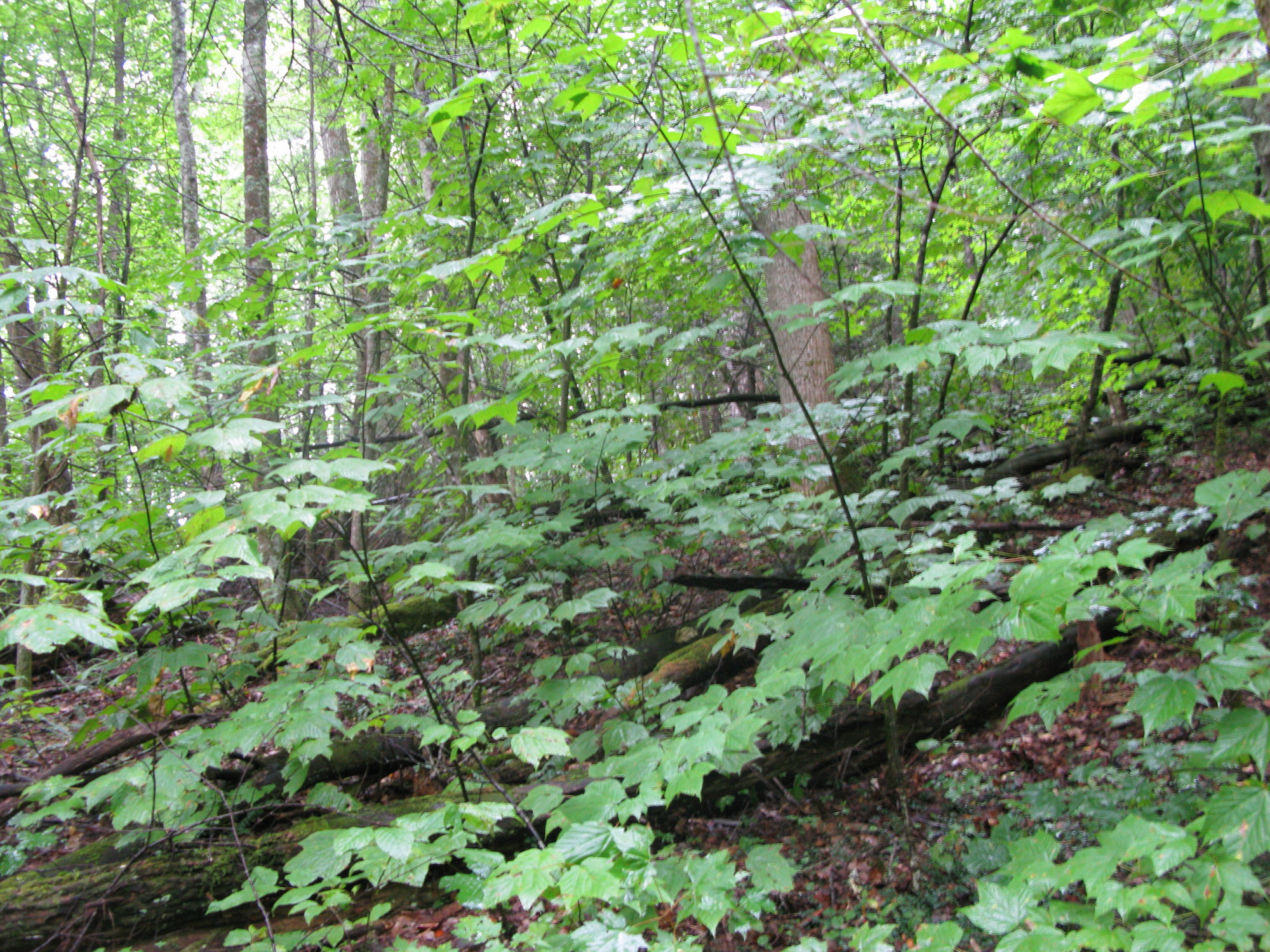 GRSM Accuracy Assessment. Plot Code: GRSM_AA_0124_4