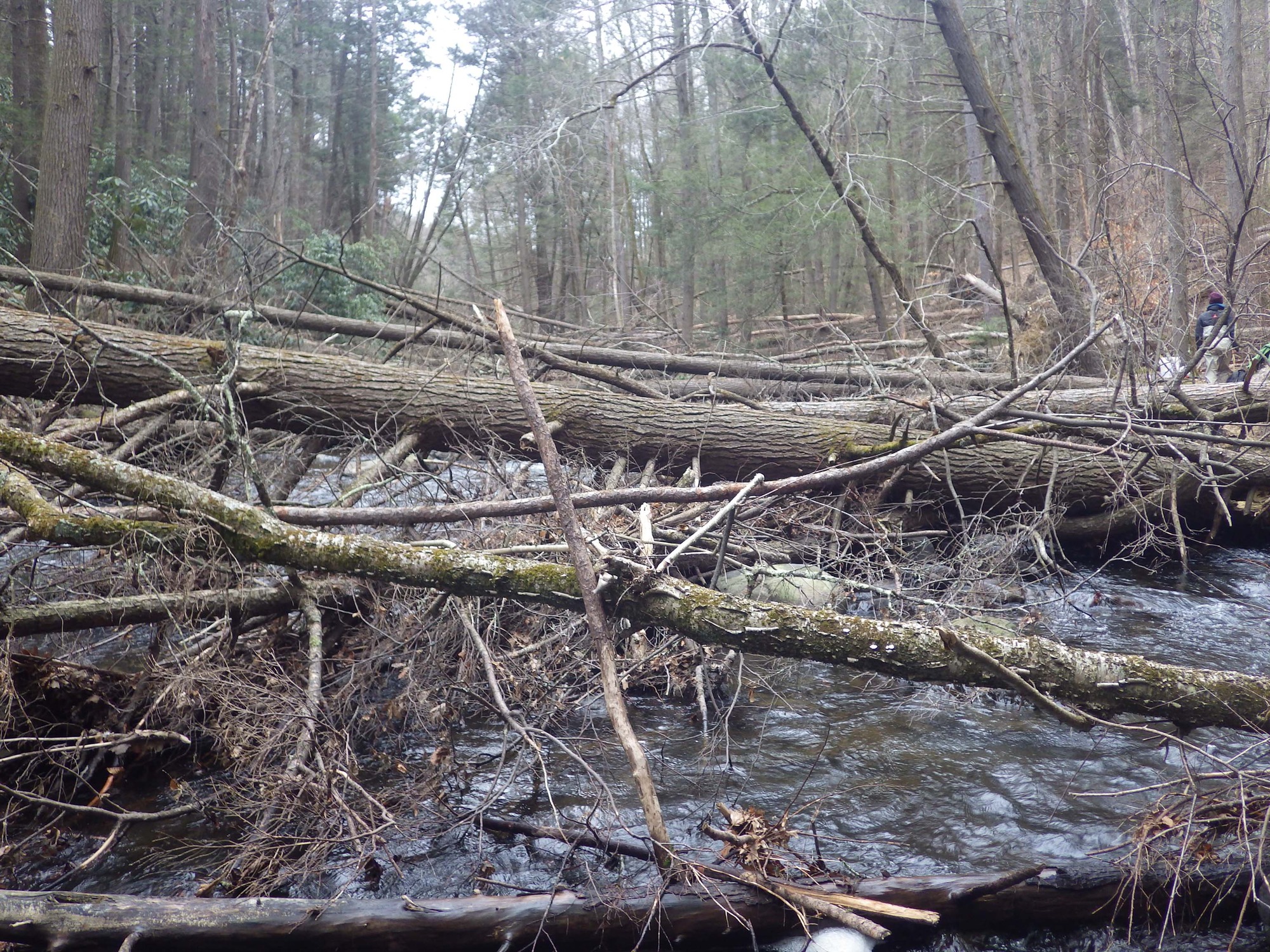 Site visit photo showing the upstream (UP) or downstream (DN) view of a wadeable stream reach taken during benthic macroinvertebrate monitoring at Delaware Water Gap National Recreation Area.