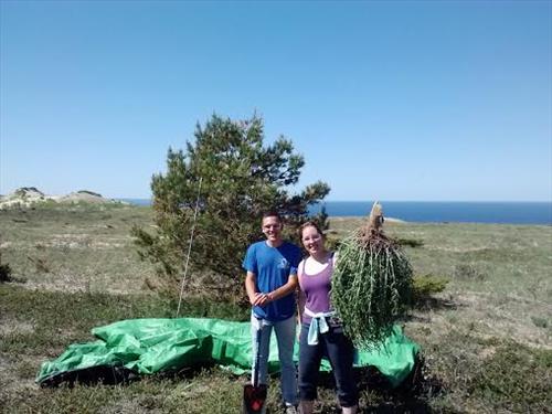 Invasive baby's breath control at Sleeping Bear Dunes National Lakeshore in July 2014