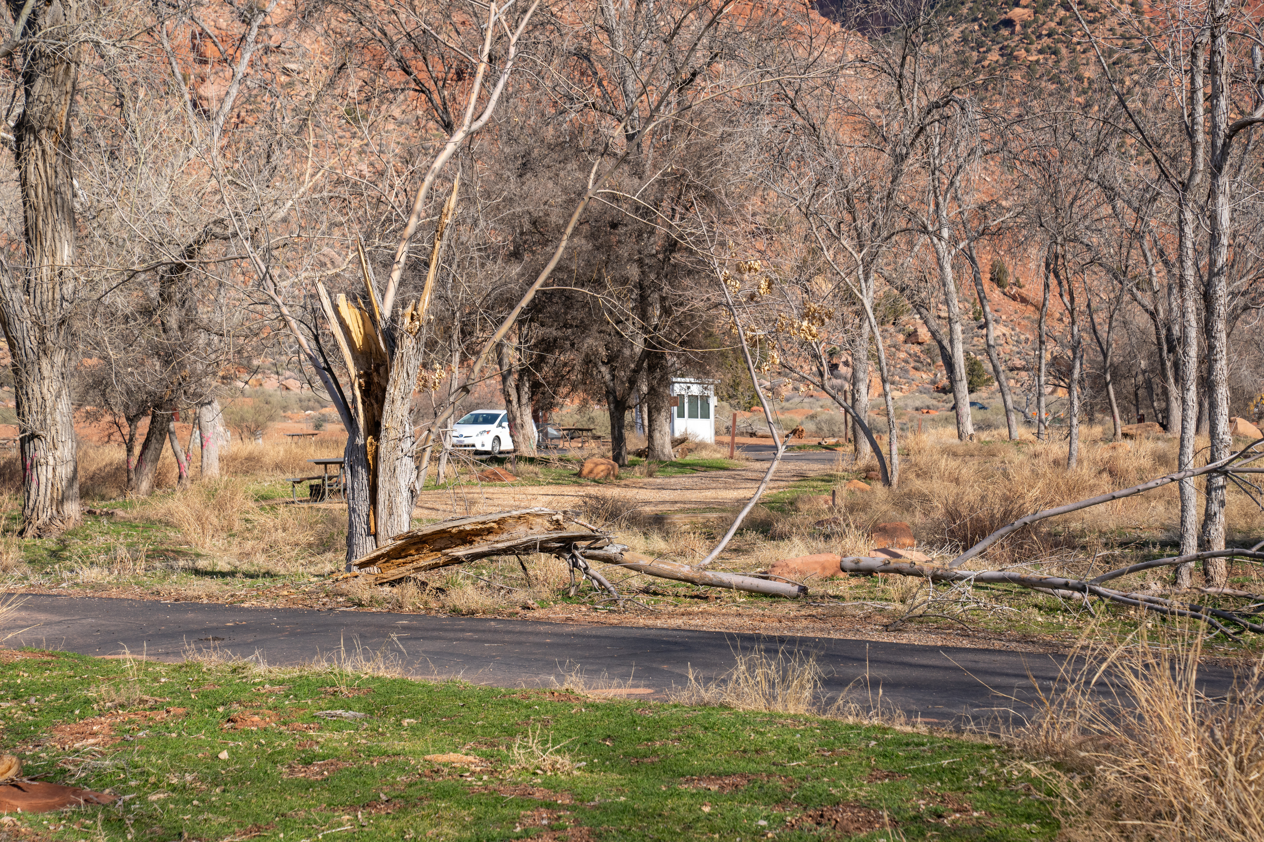 A large broken tree sits next to a small roadway
