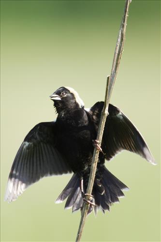 Bobolink in Cuyahoga Valley National Park