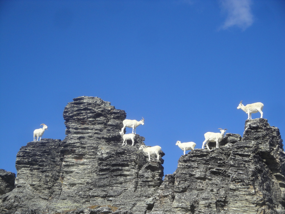 seven sheep atop a rocky outcropping