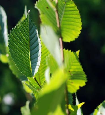 American Elm - 40 - 98 ft.
Ulmus americana
Flowers in: March - April