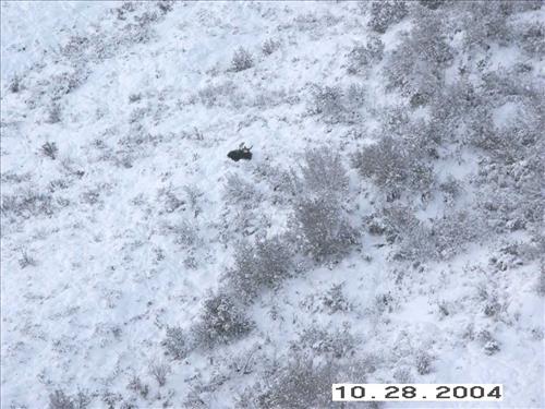 3 Gates of the Arctic National Park and Preserve Koyukuk Moose Survey 2004