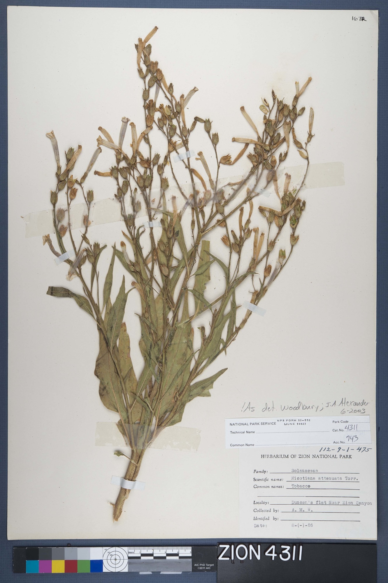 Herbarium Specimen Sheet 4311