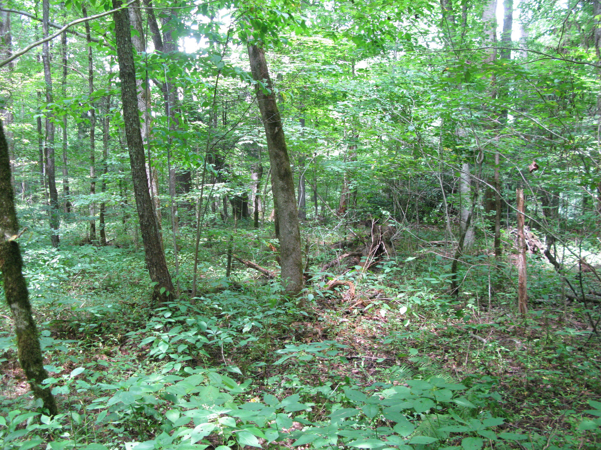 GRSM Accuracy Assessment. Plot Code: GRSM_AA_0849_2