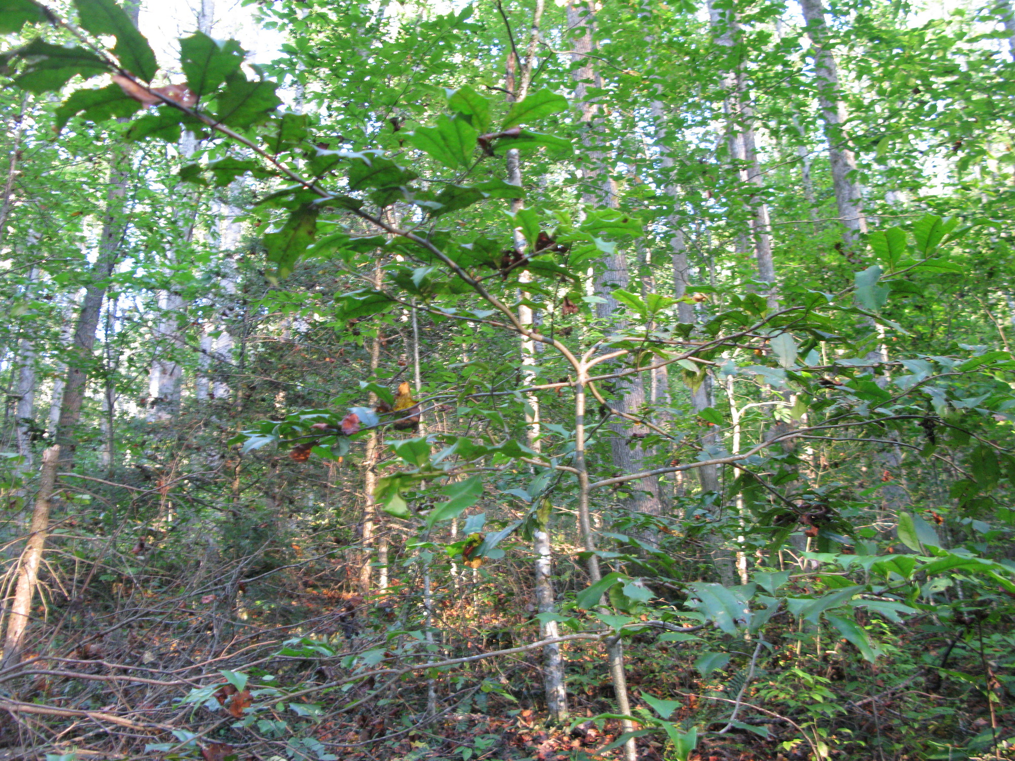 GRSM Accuracy Assessment. Plot Code: GRSM_AA_0289_3