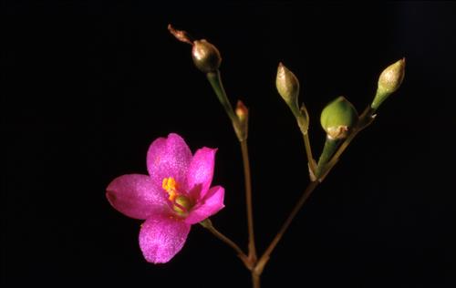 Badlands Flowers: Red, Pink, Blue