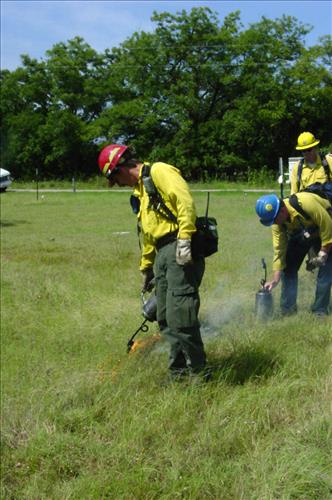 Experimental plots for King Ranch Bluestem research project at Lyndon B. Johnson NHP in 2004