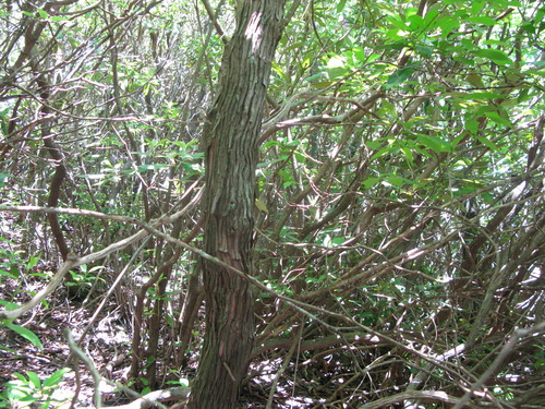 GRSM Accuracy Assessment. Plot Code: GRSM_AA_0445