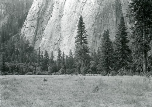 New growth of trees in El Capitan meadow with subsequent disappearance of open meadow land.