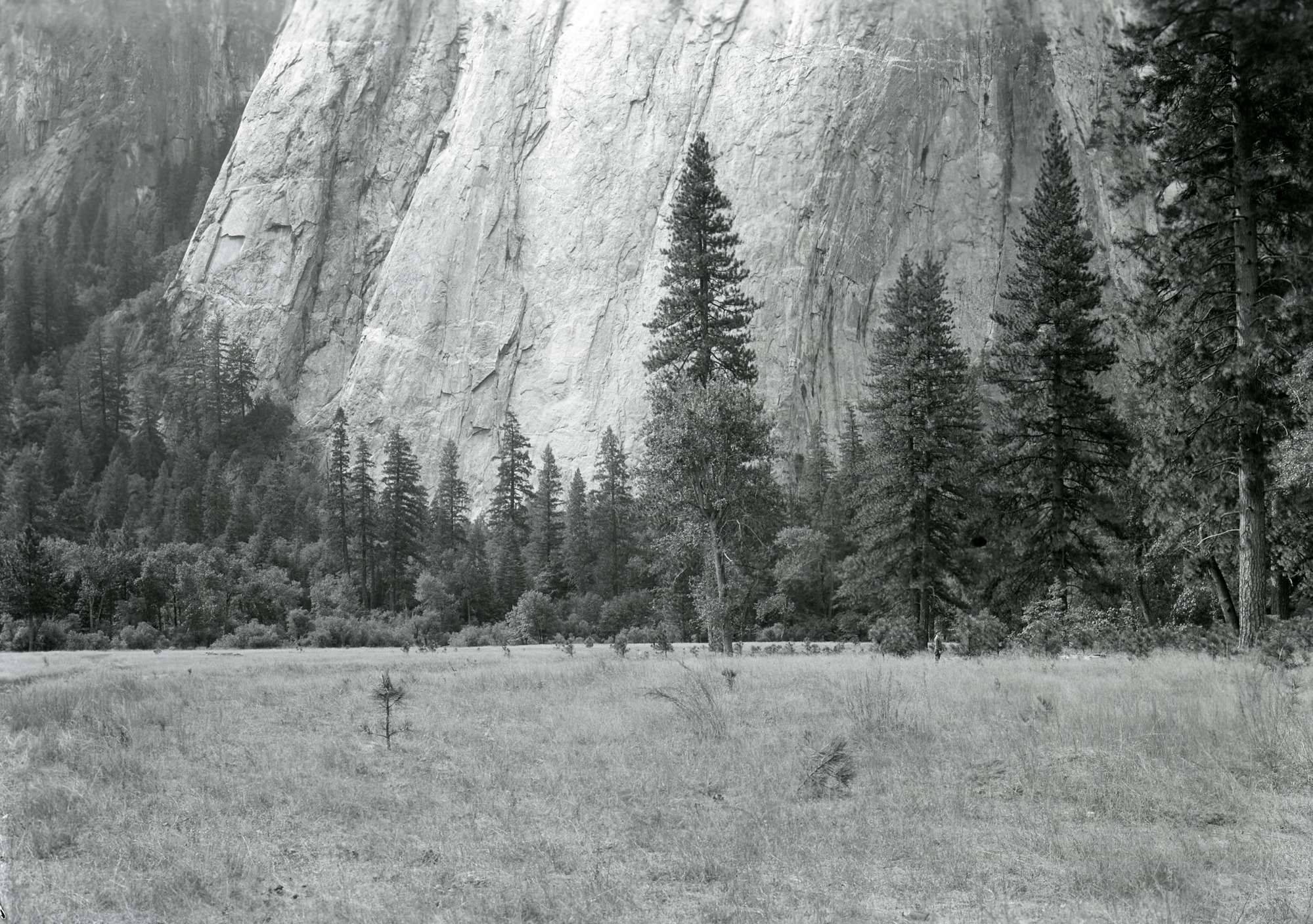New growth of trees in El Capitan meadow with subsequent disappearance of open meadow land.
