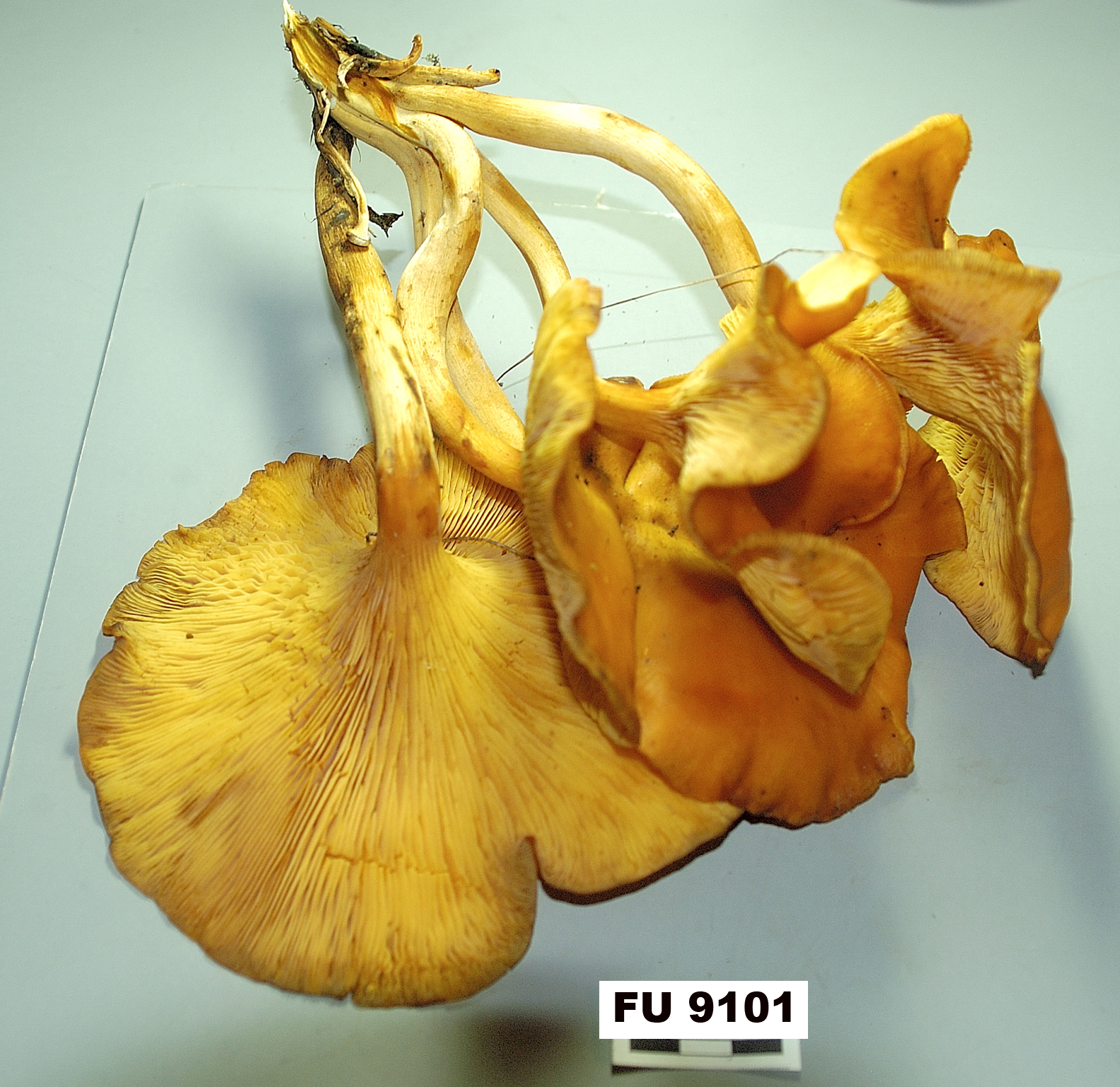 Image of Omphalotus olearius, a species of fungi.