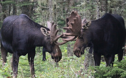 Two bull moose touching antlers, with one moose obviously larger than the other.