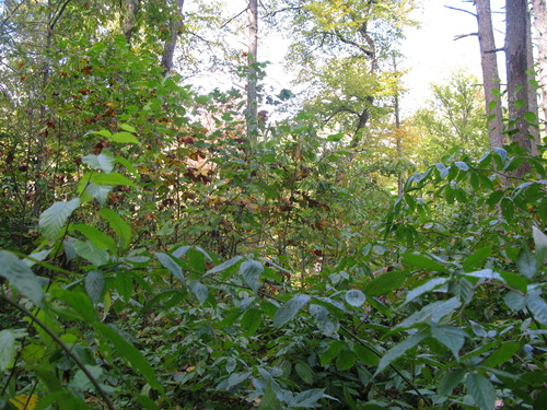 GRSM Accuracy Assessment. Plot Code: GRSM_AA_0001_3