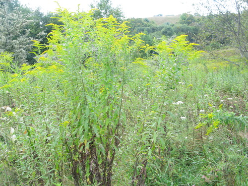 GRSM Accuracy Assessment. Plot Code: GRSM_AA_0053_5