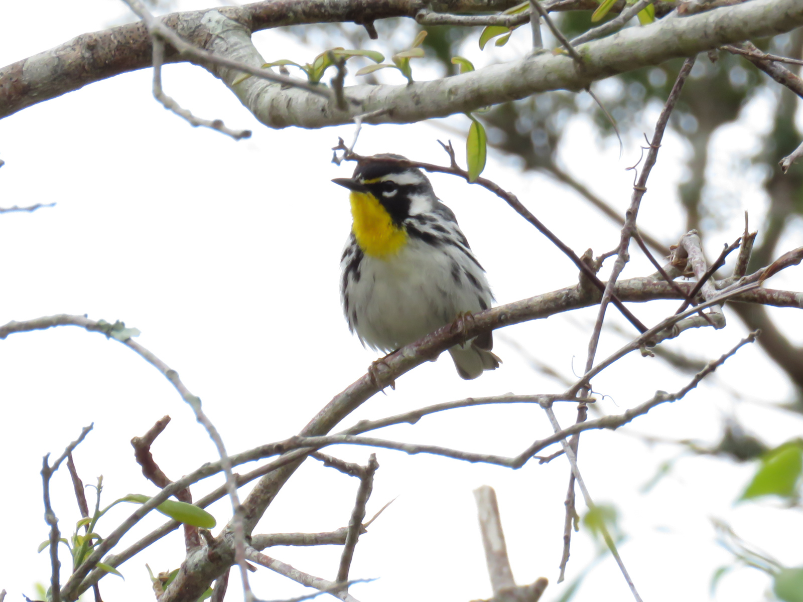 Image of Setophaga dominica, a species of Bird