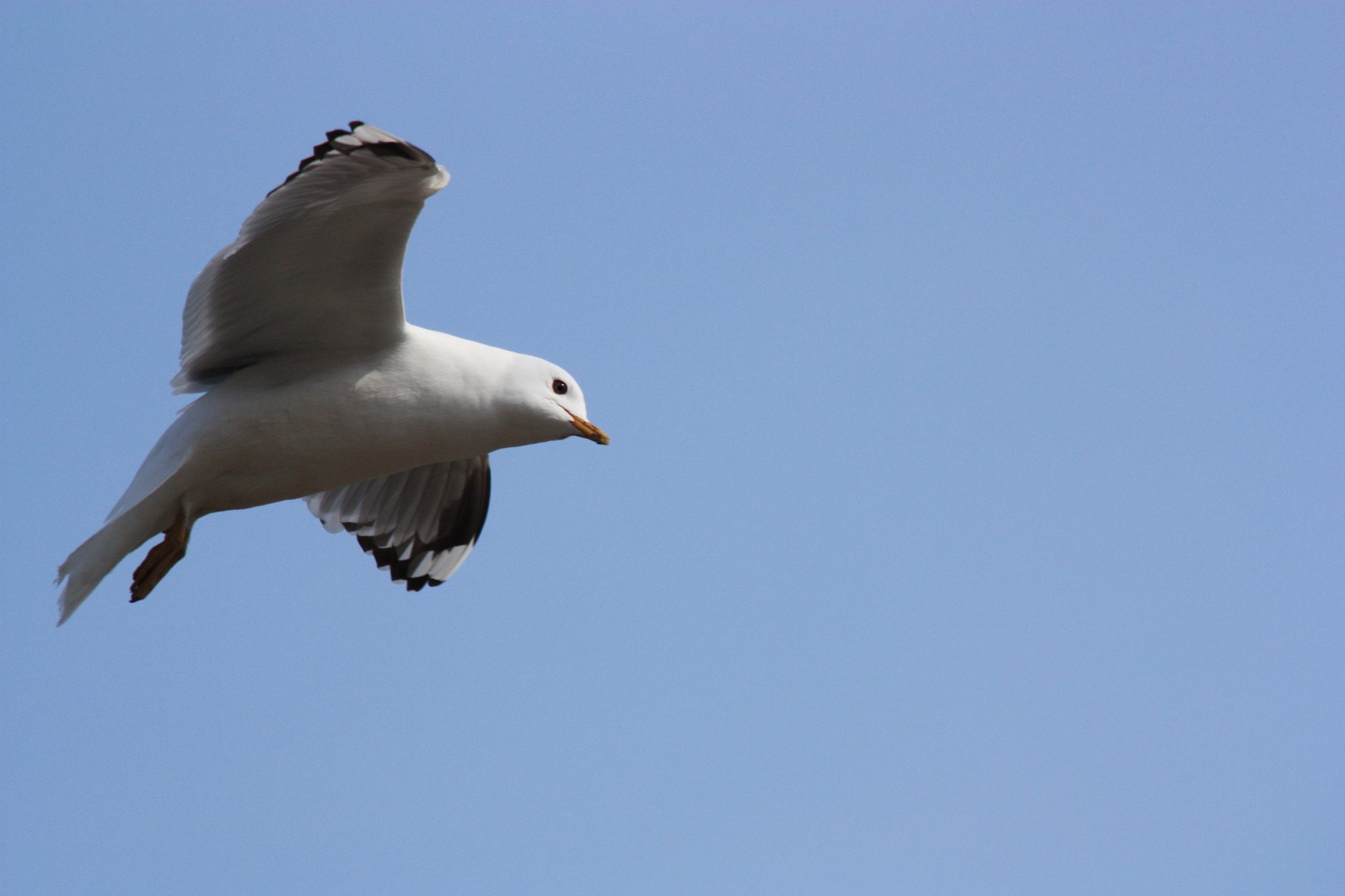 a white and gray bird 