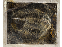 fossil
