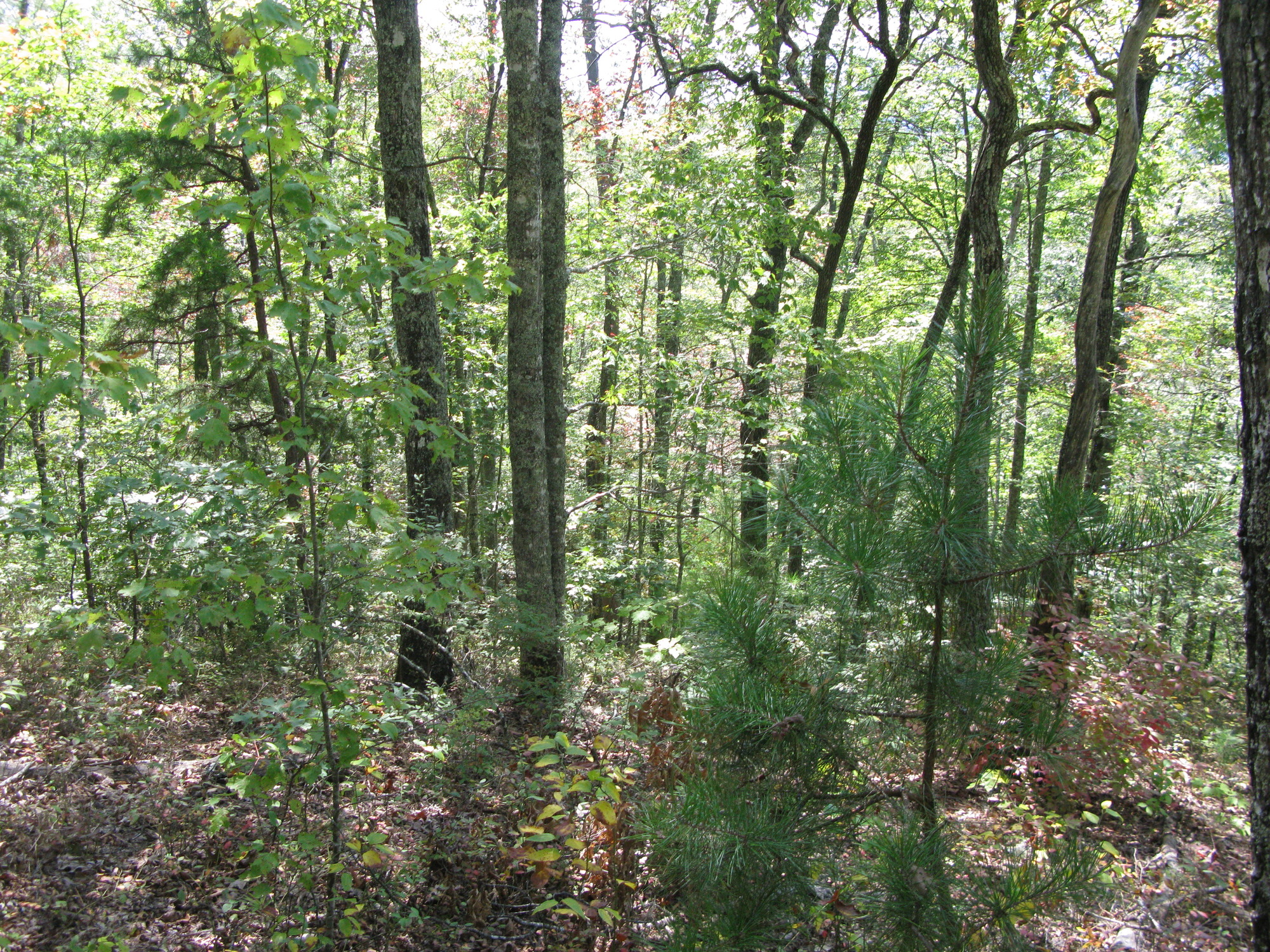 GRSM Accuracy Assessment. Plot Code: GRSM_AA_0234_4