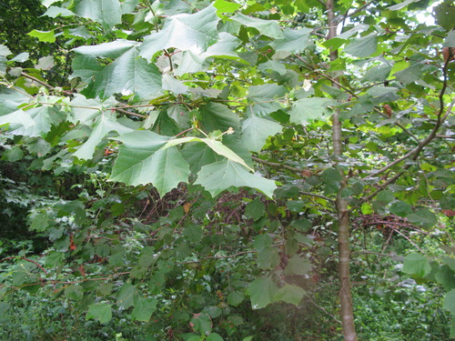 GRSM Accuracy Assessment. Plot Code: GRSM_AA_0903_2