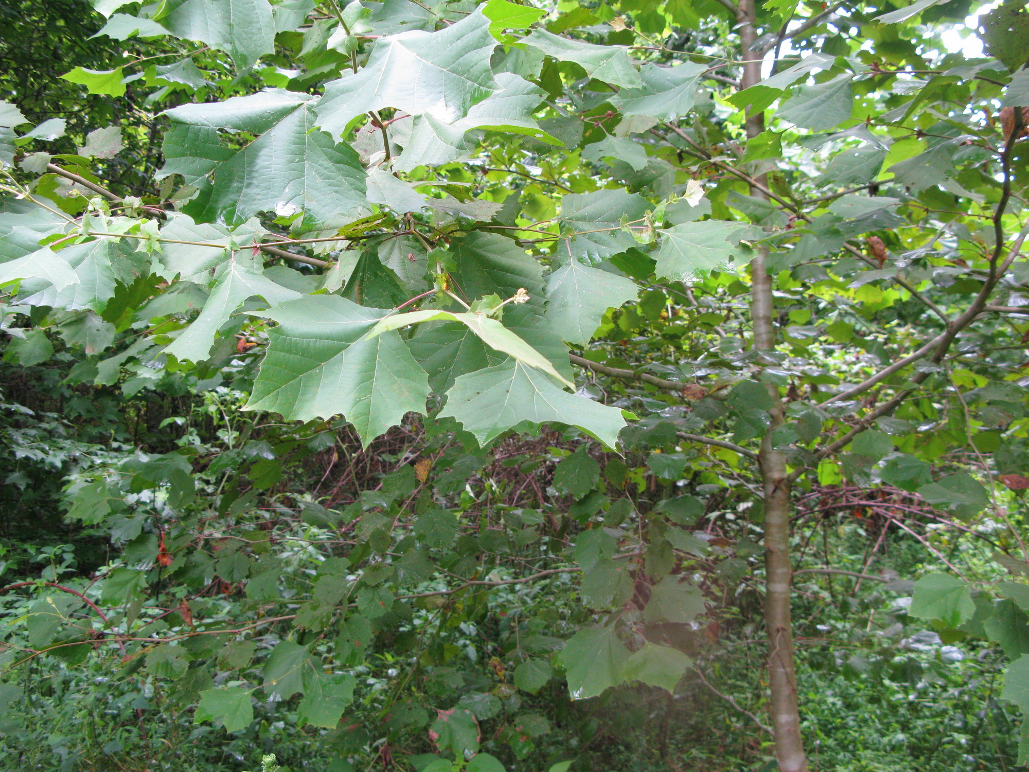 GRSM Accuracy Assessment. Plot Code: GRSM_AA_0903_2