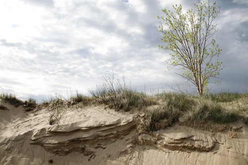 Image of a cottonwood tree and marram grass on a small dune ridge at Indiana Dunes.