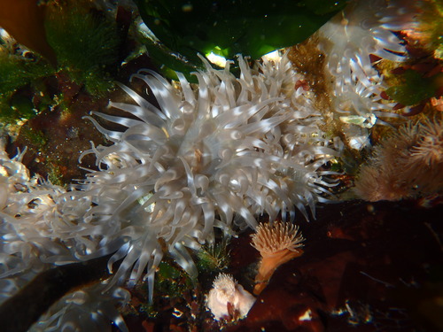 Whitish anemones with pale ring on tentacles.