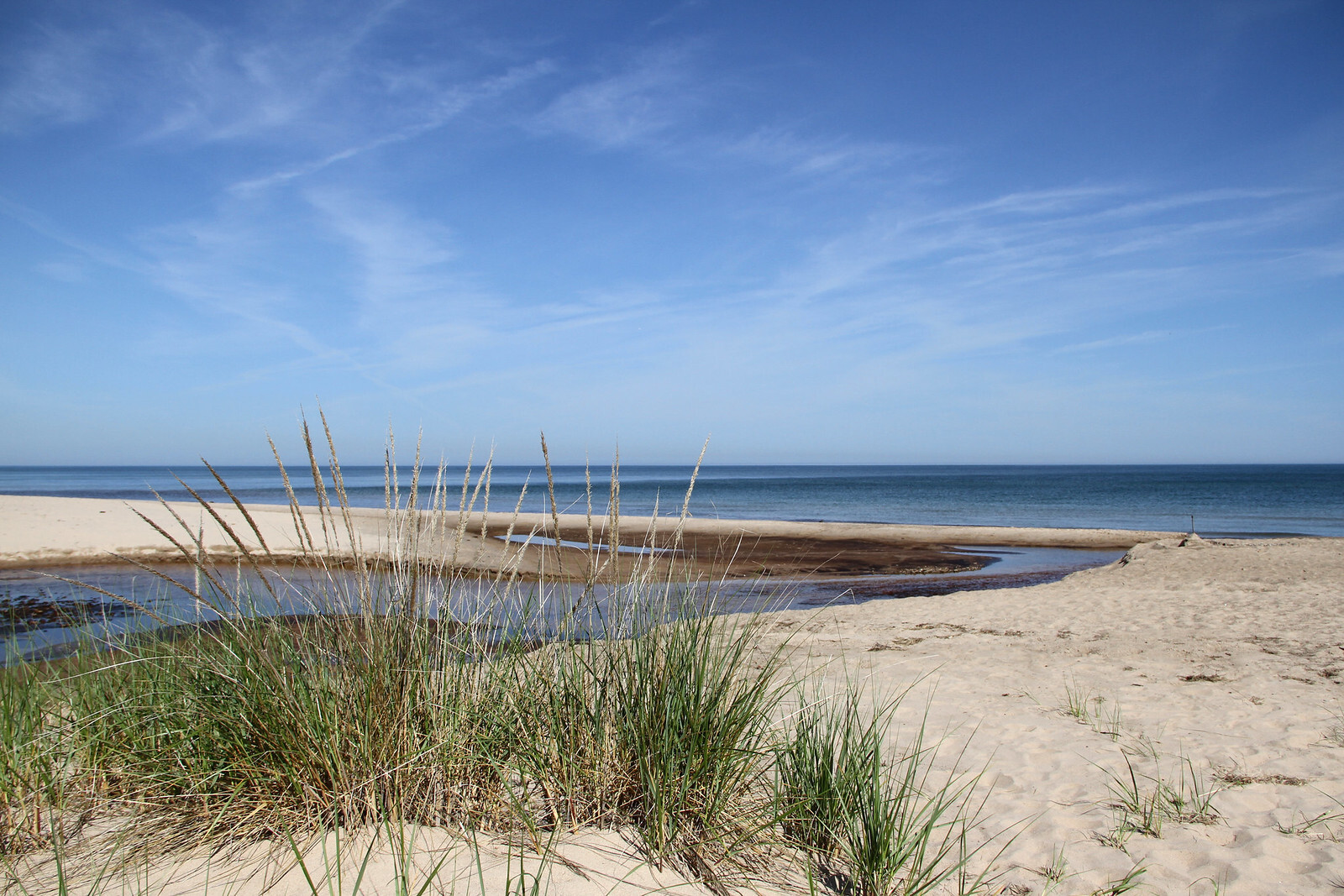 Image showing patch of marram grass at Indiana Dunes beach.