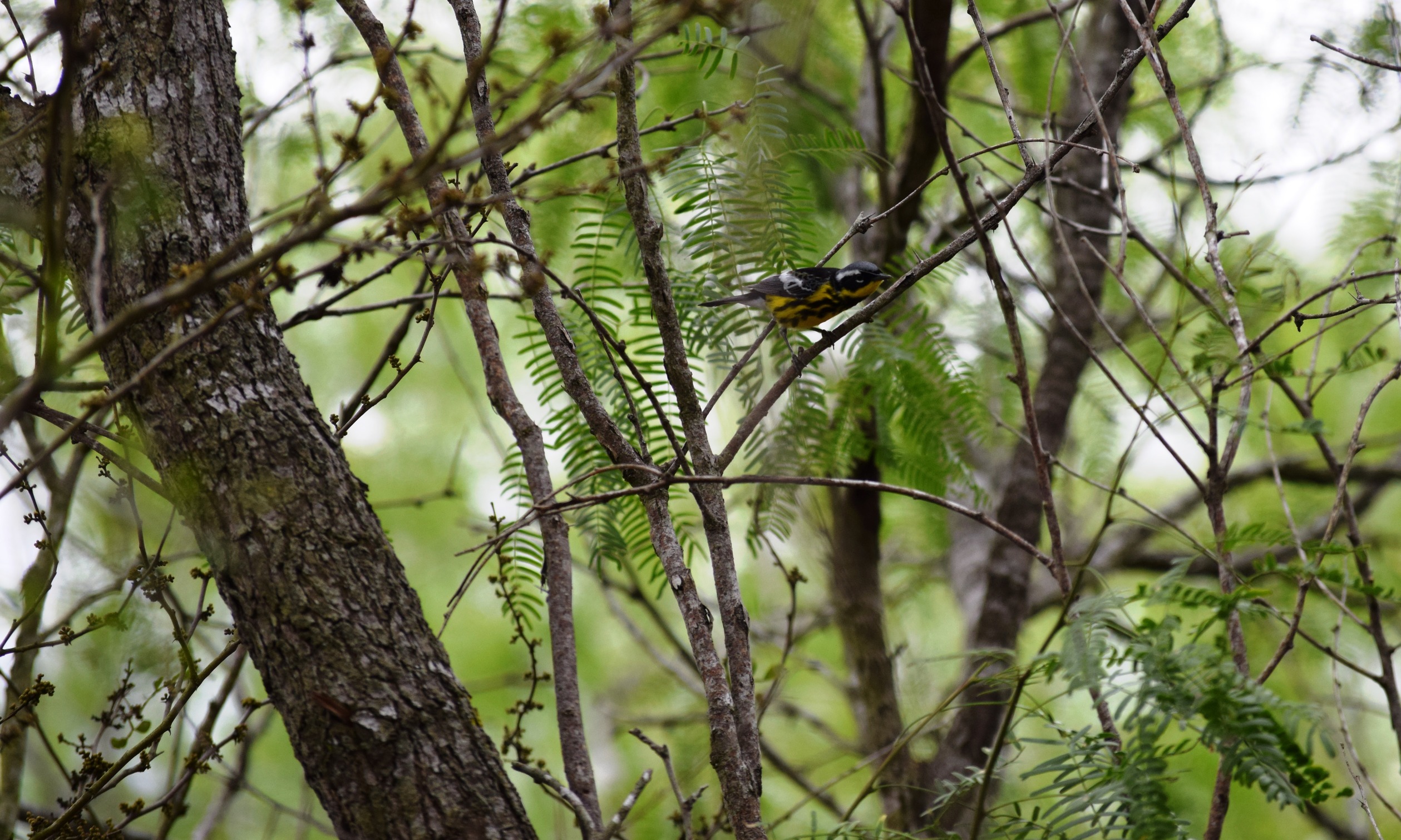 A Magnolia Warbler on a mesquite tree branch.