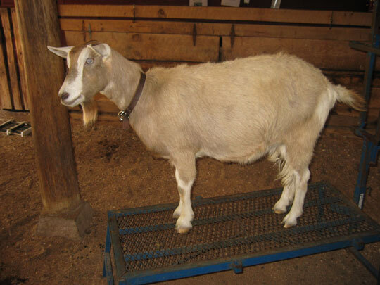 Goat standing on metal stool
