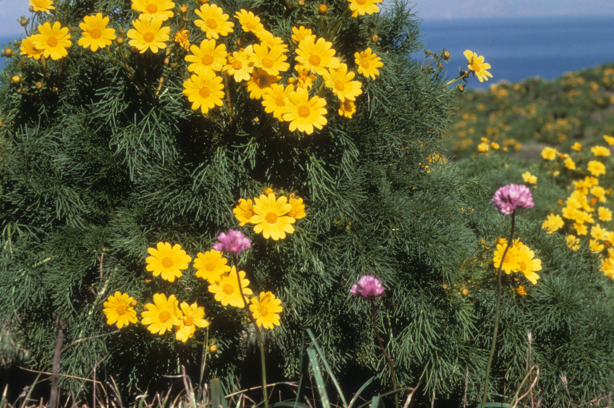 Coreopsis and Blue Dicks