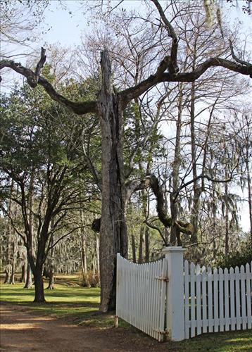 Melrose Estate Hazard Trees, January 2012