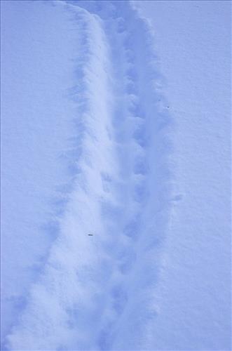 Moose Browse Collection, Yukon-Charley Rivers, 2003