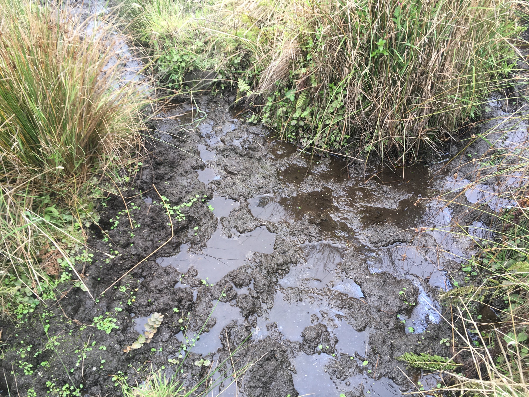 Standing water where two stretches of seeps meet.
