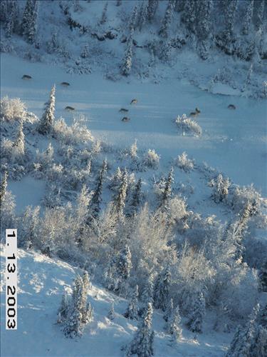 Wolf radio tracking, Denali, 2003/2003