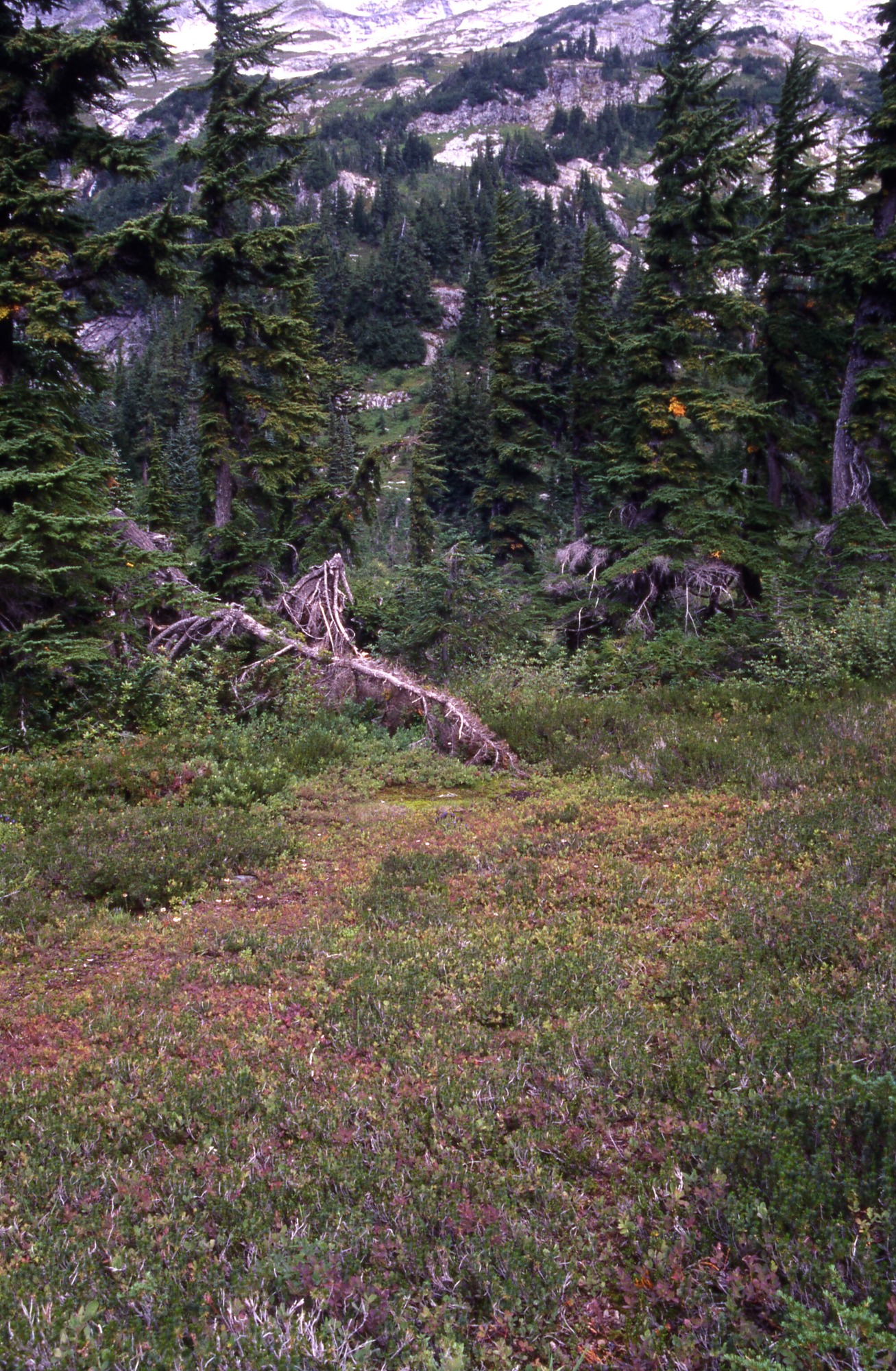 A patchy meadow surrounded by wildflowers, shrubs and tall trees. In the distance are mountainsides