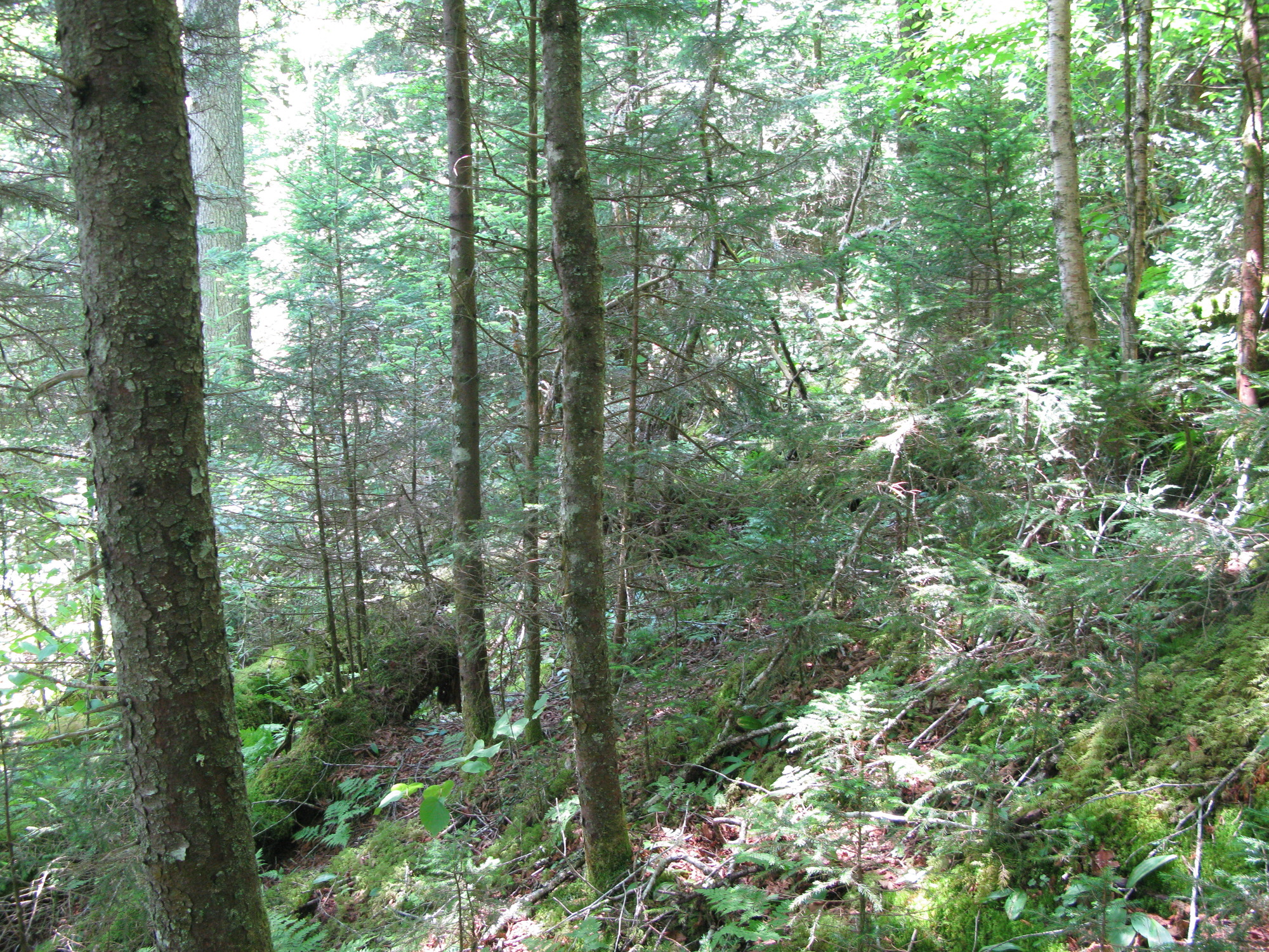 GRSM Accuracy Assessment. Plot Code: GRSM_AA_0148_4