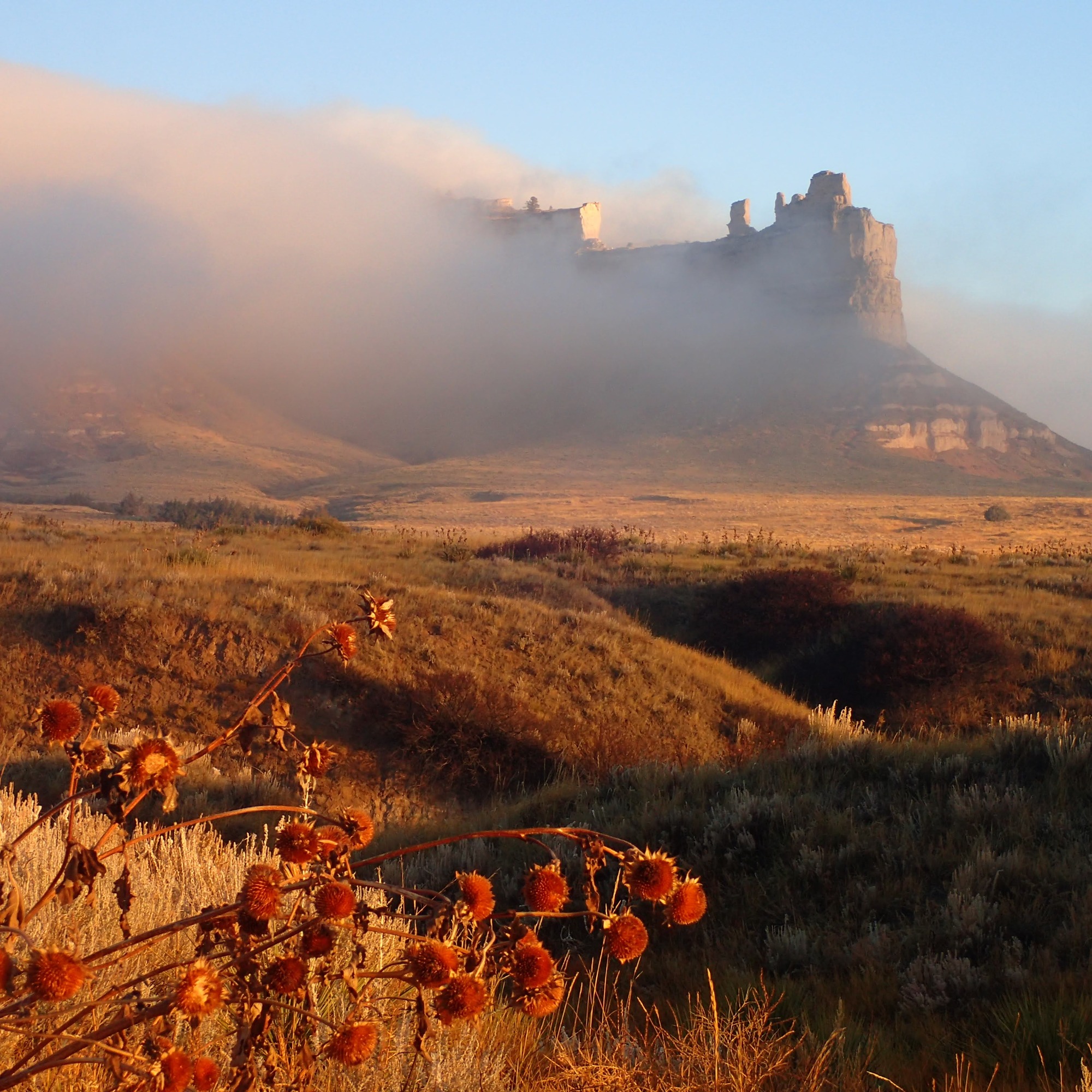 Saddle Rock with a blanket of fog covering it and old sunflowers in the foreground 
