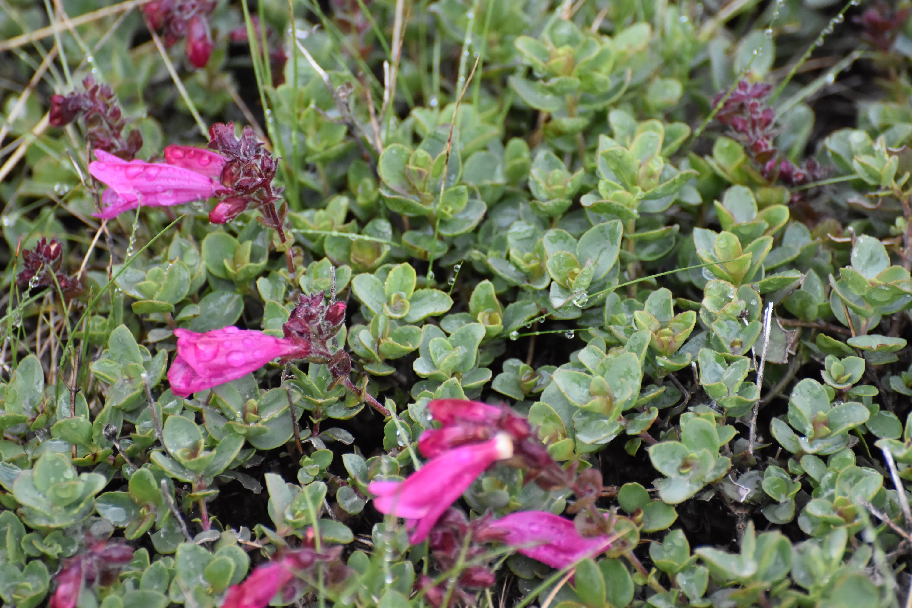 A mat of small green leaves with several hot pink flowers. 