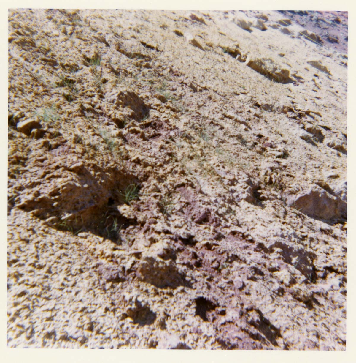 Color photo of the completion of the Kolob Canyon Road hydroseeding experiment.