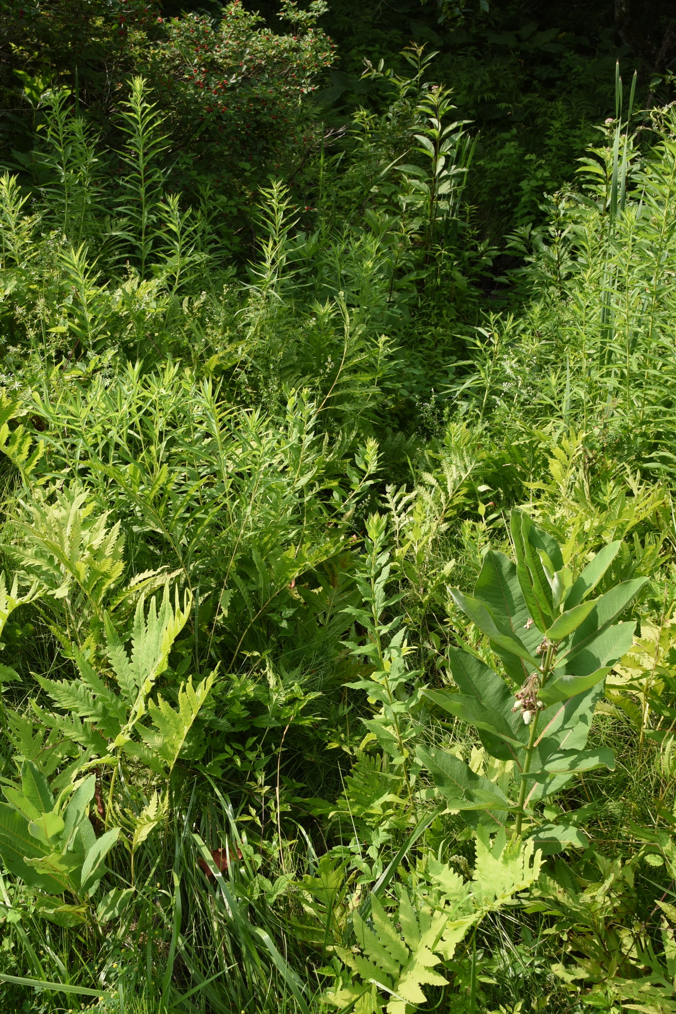 Game trail through the woods.