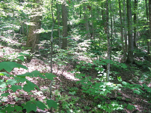 GRSM Accuracy Assessment. Plot Code: GRSM_AA_0089_6