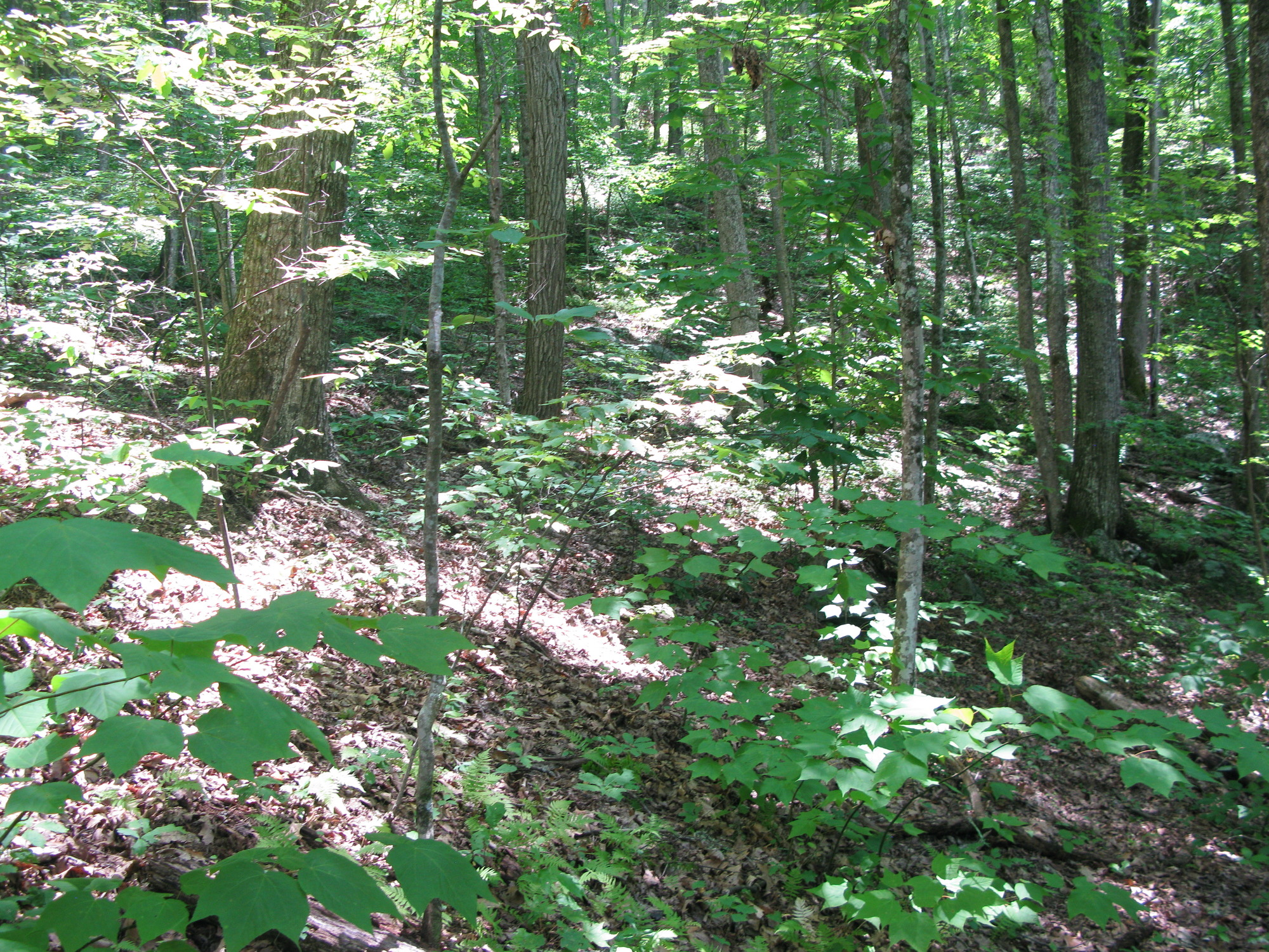 GRSM Accuracy Assessment. Plot Code: GRSM_AA_0089_6